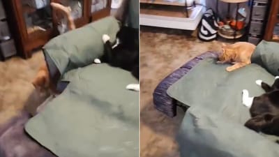 The image shows two cats and a recliner. (Reddit/@Julie-Davidson)