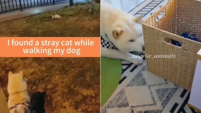 The image shows the dog looking at the injured kitten. (Screengrab) The image shows the dog looking at the injured kitten. (Screengrab)