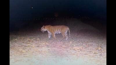 Tiger seen at Kalesar was adult male from Rajaji National Park: Haryana forest officials Tiger seen at Kalesar was adult male from Rajaji National Park: Haryana forest officials