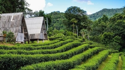 The foggy hill station with its soft, cold breeze, infused with the perfume of cocoa plantations has you daydreaming of retiring to the tranquilly for all time. Travel to Coorg to experience the plantation tours of the cocoa farms, engage in chocolate making and bring home some of the silky, melt-in-your-mouth handmade chocolates. Visits to chocolate plantations are a must whilst in Coorg if you want to enjoy the process of learning how chocolate is made and experiencing chocolate with all of your senses. (Shutterstock) The foggy hill station with its soft, cold breeze, infused with the perfume of cocoa plantations has you daydreaming of retiring to the tranquilly for all time. Travel to Coorg to experience the plantation tours of the cocoa farms, engage in chocolate making and bring home some of the silky, melt-in-your-mouth handmade chocolates. Visits to chocolate plantations are a must whilst in Coorg if you want to enjoy the process of learning how chocolate is made and experiencing chocolate with all of your senses. (Shutterstock)
