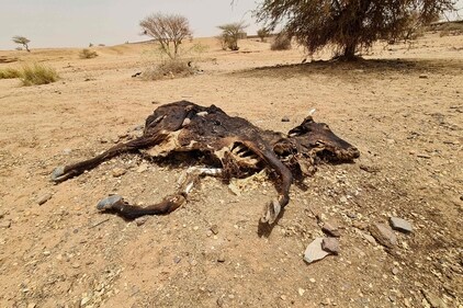 The rise in temperature has contributed to a 34% reduction in agricultural productivity since 1961 — highlighting the risk of food insecurity and malnutrition (AFP) The rise in temperature has contributed to a 34% reduction in agricultural productivity since 1961 — highlighting the risk of food insecurity and malnutrition (AFP)