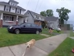 Ohio Dog shot