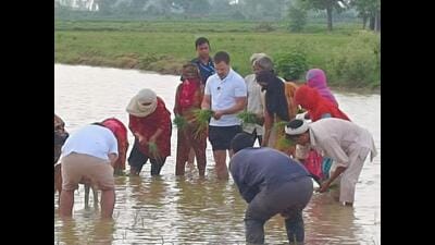 Congress leader Rahul Gandhi transplanting paddy during an impromptu stop at Sonepat’s Madina village while on the way to Shimla from Delhi on Saturday morning. (HT Photo) Congress leader Rahul Gandhi transplanting paddy during an impromptu stop at Sonepat’s Madina village while on the way to Shimla from Delhi on Saturday morning. (HT Photo)