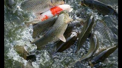 National Fish Farmers Day to be celebrated with ranching of fish seeds in Gomti in Lucknow (Photo for representation) National Fish Farmers Day to be celebrated with ranching of fish seeds in Gomti in Lucknow (Photo for representation)
