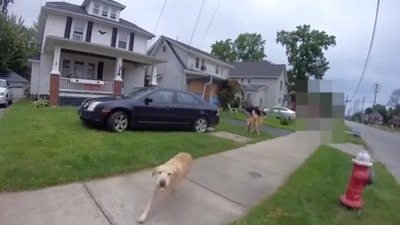Ohio Dog shot (YouTube) Ohio Dog shot (YouTube)