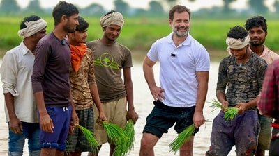 Rahul Gandhi also took part in paddy sowing, drove a tractor and ate food brought by women labourers working in the fields, party leaders from the state said. (PTI) Rahul Gandhi also took part in paddy sowing, drove a tractor and ate food brought by women labourers working in the fields, party leaders from the state said. (PTI)
