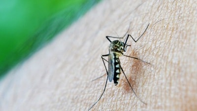 The department has asked pathology lab owners to report every dengue case. (HT Photo)