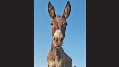 The drop in numbers is getting little attention, partly because of the animal’s unfortunate image as an idiotic beast. (Animal Rahat) The drop in numbers is getting little attention, partly because of the animal’s unfortunate image as an idiotic beast. (Animal Rahat)