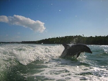 Dolphin spotting between Marco Island and Naples, Florida. (Getty Images) Dolphin spotting between Marco Island and Naples, Florida. (Getty Images)