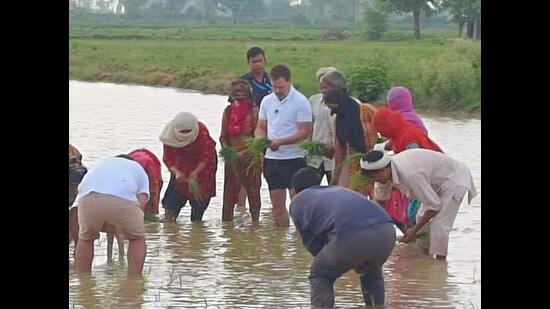 Congress leader Rahul Gandhi transplanting paddy during an impromptu stop at Sonepat’s Madina village while on the way to Shimla from Delhi on Saturday morning. (HT Photo)