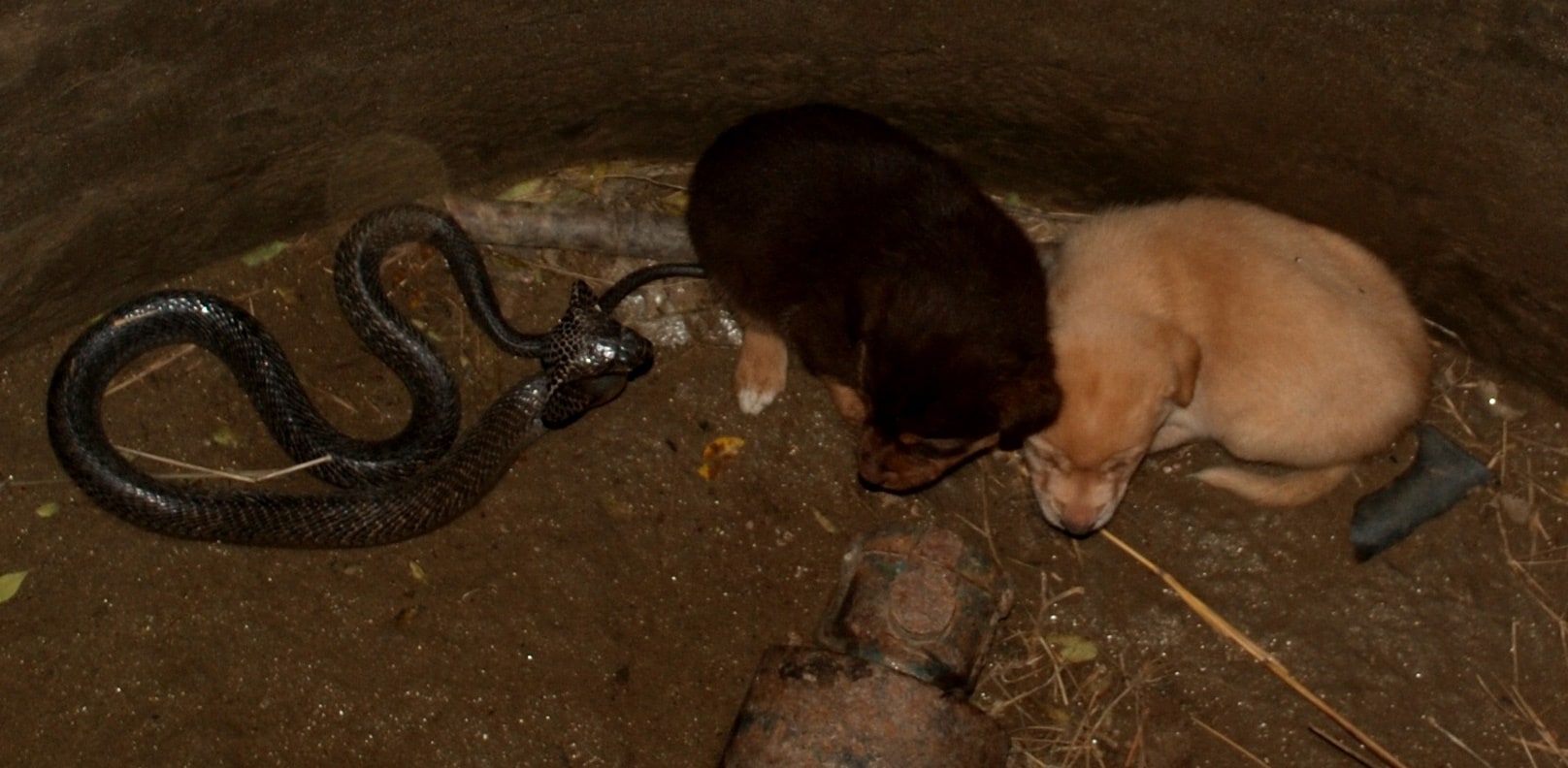 Hooded cobra’s mock charge at pups in a Jaffarpur well. (PHOTO: NIKHIL SANGER) Hooded cobra’s mock charge at pups in a Jaffarpur well. (PHOTO: NIKHIL SANGER)