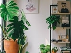indoor_plants