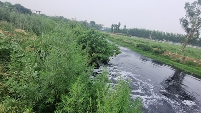 As the river flows through five districts of Haryana— Karnal, Panipat, Sonepat, Faridabad and Palwal (besides Yamunanagar) -- the biological oxygen demand levels increase in an alarming manner. (Courtesy: The Author) As the river flows through five districts of Haryana— Karnal, Panipat, Sonepat, Faridabad and Palwal (besides Yamunanagar) -- the biological oxygen demand levels increase in an alarming manner. (Courtesy: The Author)