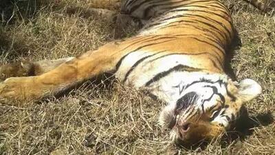 Four tiger deaths were reported between April 21 and June 9 in Uttar Pradesh’s Dudhwa Tiger Reserve (File Photo) Four tiger deaths were reported between April 21 and June 9 in Uttar Pradesh’s Dudhwa Tiger Reserve (File Photo)