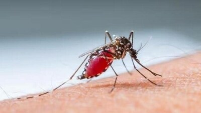 Malaria remains a major global health concern causing about 24.1 crore cases and 6.27 lakh deaths globally in 2022. (Representative Image) Malaria remains a major global health concern causing about 24.1 crore cases and 6.27 lakh deaths globally in 2022. (Representative Image)