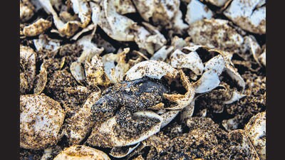 Mumbai, India - March 23, 2018: After a gap of 20 years Mumbai's versova beach turned an Olive Ridley turtles nesting site once more with the discovery of several hatched turtle shells in Mumbai, India, on Friday, March 23, 2018. (Photo by Satish Bate/Hindustan Times) (Satish Bate/HT Photo) Mumbai, India - March 23, 2018: After a gap of 20 years Mumbai's versova beach turned an Olive Ridley turtles nesting site once more with the discovery of several hatched turtle shells in Mumbai, India, on Friday, March 23, 2018. (Photo by Satish Bate/Hindustan Times) (Satish Bate/HT Photo)
