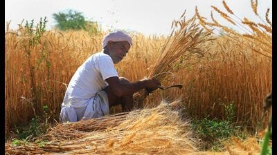 The UPCAR crop weather watch group also said that vegetables should be grown inside nurseries. (Representative photo) The UPCAR crop weather watch group also said that vegetables should be grown inside nurseries. (Representative photo)