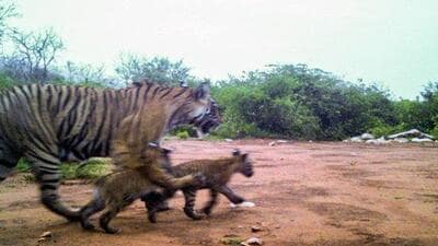 Tigress ST-19 spotted with her two cubs in Sariska Tiger Reserve (STR) on July 6 (Twitter/@ashokgehlot51)