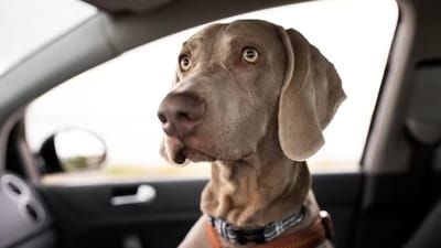 If onlookers happen to see such a distressed dog who's showing signs of dehydration or losing consciousness, they should not hesitate in informing police. (Freepik) If onlookers happen to see such a distressed dog who's showing signs of dehydration or losing consciousness, they should not hesitate in informing police. (Freepik)