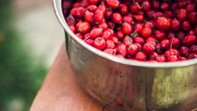 According to various studies, a diet that contains goji berries can increase a person's Zeaxanthin levels by as much as 26% reducing the risk of age-related macular degeneration, glaucoma, and cataracts (Unsplash)