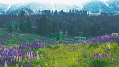 Gulmarg, nestled in the picturesque valleys of Jammu and Kashmir, is a photographer's paradise that offers breathtaking natural beauty. Known as the "Meadow of Flowers," Gulmarg enchants visitors with its snow-capped peaks, lush meadows, and scenic landscapes. Capture the awe-inspiring views of the Himalayas, especially the majestic Mount Apharwat, or frame the vibrant flowers in bloom during springtime.&nbsp; (imad Clicks on Unsplash)
