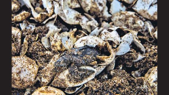 Mumbai, India - March 23, 2018: After a gap of 20 years Mumbai's versova beach turned an Olive Ridley turtles nesting site once more with the discovery of several hatched turtle shells in Mumbai, India, on Friday, March 23, 2018. (Photo by Satish Bate/Hindustan Times) (Satish Bate/HT Photo)