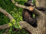 According to responding state wildlife officials, the bear may have wanted what was in the couple's birdfeeders (AP Photo/Andrew Harnik - Representational image)