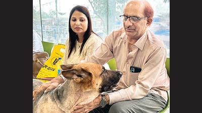 “Hip dysplasia is a condition in which the two ends of the ball and socket joint in the pelvis of the dog do not grow to merge properly. If not attended to in time, it can progress to severe conditions like chronic pain, restricted mobility, osteoarthritis and other joint diseases,” Dr Vikram said. He added that the larger breeds of dogs are genetically predisposed to the condition. (HT PHOTO)