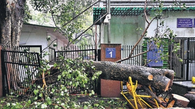 A fallen tree at Patiala Court in New Delhi on Monday. (Vipin Kumar/HT Photo) A fallen tree at Patiala Court in New Delhi on Monday. (Vipin Kumar/HT Photo)