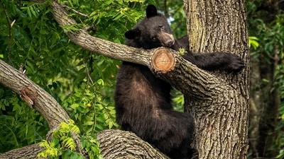 According to responding state wildlife officials, the bear may have wanted what was in the couple's birdfeeders (AP Photo/Andrew Harnik - Representational image) (AP)