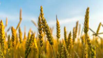 Digital crop survey to help farmers avail govt schemes easily (Pic for representation) Digital crop survey to help farmers avail govt schemes easily (Pic for representation)