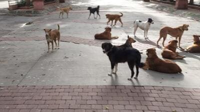 Stray dogs on city roads. (Hindustan Times File Photo) Stray dogs on city roads. (Hindustan Times File Photo)