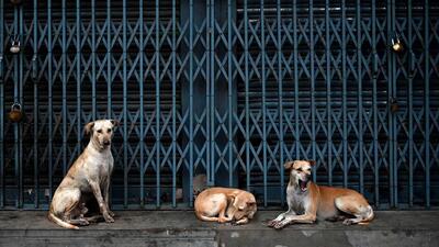 The municipal corporation’s dog census -- which was scheduled to begin on July 1 -- will begin on Tuesday. (AFP) The municipal corporation’s dog census -- which was scheduled to begin on July 1 -- will begin on Tuesday. (AFP)
