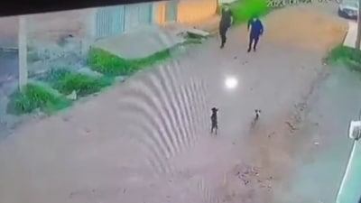 A video of a pair of puppies turning the table on two men scaring them was posted on Instagram. (Twitter/@thefigen_) A video of a pair of puppies turning the table on two men scaring them was posted on Instagram. (Twitter/@thefigen_)