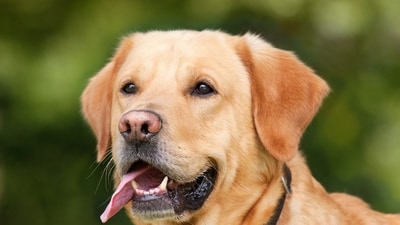 It's not for nothing that dogs are man’s best friend. They have a relationship with humans that stretches back thousands of years. (Pixabay) It's not for nothing that dogs are man’s best friend. They have a relationship with humans that stretches back thousands of years. (Pixabay)