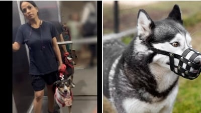 AWBI has in a circular dated 18-6-2022 specified that muzzles cannot be enforced as they pose a health hazard to dogs. (Twitter, Freepik) AWBI has in a circular dated 18-6-2022 specified that muzzles cannot be enforced as they pose a health hazard to dogs. (Twitter, Freepik)