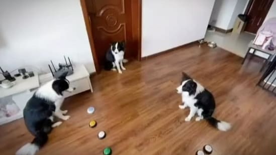 The image shows a dog training other doggos to do different tricks. (Screengrab)