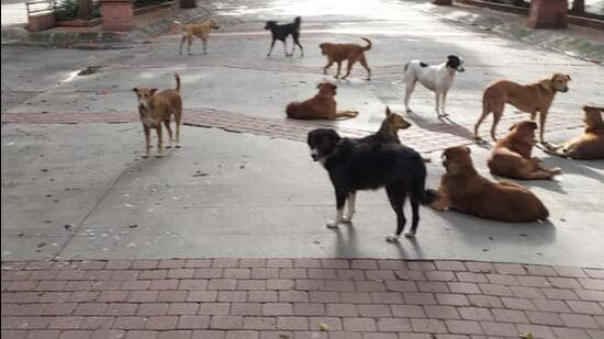 Stray dogs on city roads. (Hindustan Times File Photo)
