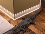 The four-minute video posted by Don shows how the alligator is taken from inside of the house to the garage. (Youtube/Donald Schultz)