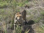 The feline, brought from South Africa as part of the ambitious cheetah reintroduction programme, was in an enclosure at the time of the incident, the official said. 