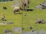Elephant falls while chasing birds. Elephant falls while chasing birds.