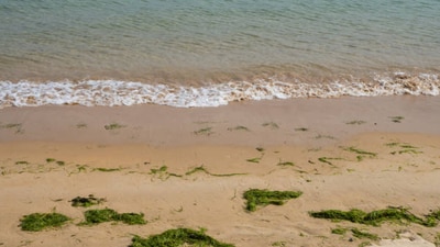 According to a report, more than half of America's beaches are contaminated with poop and sewage (Getty Images) According to a report, more than half of America's beaches are contaminated with poop and sewage (Getty Images)