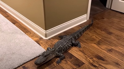The four-minute video posted by Don shows how the alligator is taken from inside of the house to the garage. (Youtube/Donald Schultz)