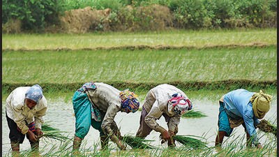 The 65% deficit in rainfall in T’gana has hampered the sowing of kharif crops, only ¼ of the cultivable area is sown so far. (HT Photo) The 65% deficit in rainfall in T’gana has hampered the sowing of kharif crops, only ¼ of the cultivable area is sown so far. (HT Photo)