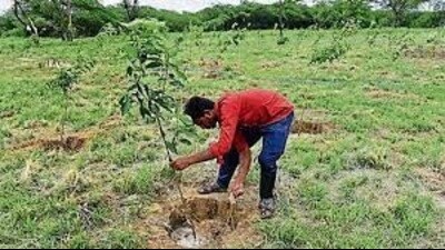 This year, plantation will be done with the spirit of ‘Mata Bhoomi Putro Aham Prithivya’ (the earth is my mother I am her child). (Pic for representation)