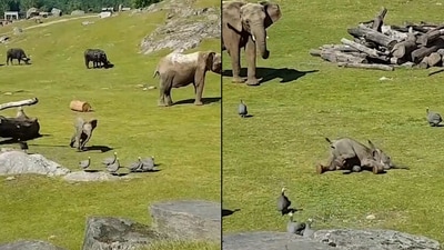 Elephant falls while chasing birds. (Twitter/@buitengebieden) Elephant falls while chasing birds. (Twitter/@buitengebieden)