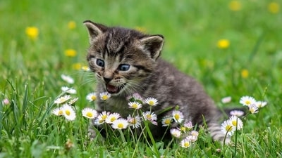 Cyprus cat disease: Feline infectious peritonitis (FIP) has rapidly spread across Cyprus in recent months. (Representational) Cyprus cat disease: Feline infectious peritonitis (FIP) has rapidly spread across Cyprus in recent months. (Representational)