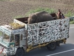 Theni: An elephant named Arikomban being transported by forest officials to the forest of upper Kodayar in Tamil Nadu�s Kanyakumari district, at Cumbam in Theni district, Monday, June 5, 2023. (PTI Photo)(PTI06_06_2023_000102B) Theni: An elephant named Arikomban being transported by forest officials to the forest of upper Kodayar in Tamil Nadu�s Kanyakumari district, at Cumbam in Theni district, Monday, June 5, 2023. (PTI Photo)(PTI06_06_2023_000102B)