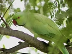 3 police cars rushed to find 'screaming woman' only to discover it was a parrot.