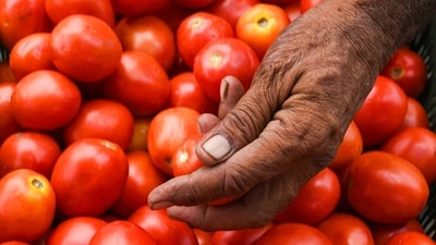 A vendor sells tomatoes at a wholesale vegetable market at Khandsa Road near Anaj Mandi, in Gurugram. A vendor sells tomatoes at a wholesale vegetable market at Khandsa Road near Anaj Mandi, in Gurugram.